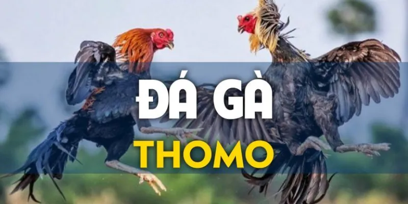 Khái quát cơ bản về đá gà trực tiếp Thomo là gì